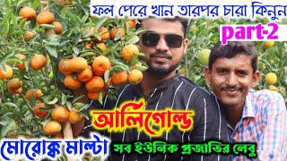 ফল পেরে খান তার পর চারা কিনুন মোরোক্ক মাল্টা থেকে আর্লিগোল্ড এমনি লেবু ইউনিক প্রজাতির ভান্ডার