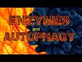 Enzymes and Autophagy