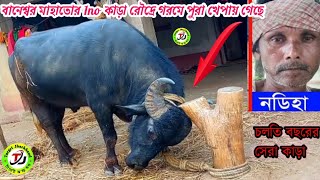 ♨️(নডিহা)♨️ বানেশ্বর মাহাতোর কাড়া🌹 বর্তমান সময়ে কেমন আছে দেখুন🖍 পুরা খেপায় আছে🖍Banaswar Mahato