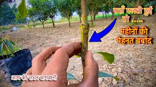 “If the grafting tape is removed at the wrong time, the mango plant will be destroyed 🌱 | When to...