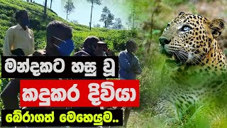 මන්දකට හසු වූ කදුකර දිවියා බේරාගත් මෙහෙයුම..