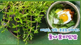 [깨진 항아리 돌나물] 깨진 항아리에서 자란 돌나물 뜯어 비빔밥 만들다! 뼈건강,염증,춘곤증,항산화 항암에 효과 좋은 보약같은 돌나물...