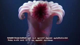 Deep sea _ ஆழ் கடல்.