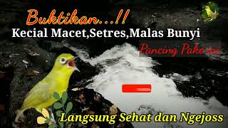 BUKTIKAN KECIAL SETRES,MACET,MALAS BUNYI PAKE INI LANGSUNG JOS | MASTERAN KECIAL KUNING LOMBOK JUARA