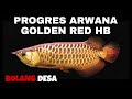 PROGRES ARWANA GOLDEN RED HB #arwana #arwanagoldenred #arwanagolden #arwanaindonesia