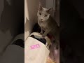 ごはんが待ちきれず、しゃがれた声で、早く❗️と言う猫🐱 ねこ ロシアンブルー 猫の鳴き声 しゃべる猫 ねこ動画