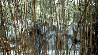 Yasuragi Tea and bamboo