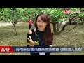 台南麻豆柚花巷茶席音樂會 優雅讓人陶醉