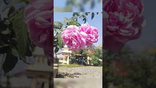 Pink roses #vlog #gardening #roses #viralvideo #shorts #beautiful #cute #flowers #nature