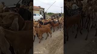 Goat#Forming#Pakistan#Goat Pakistan#Rana Asif vlogs