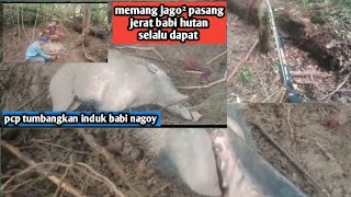 berburu babi‼️yang lepas membawa jerat kabur terpasa pcp turun tangan#hutan #jeratbabi #berburubabi