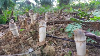 🍄เห็ดโคนหลวงส่งท้ายเดือนธันวาคมปี 2564เห็ดถอดดอกสวยๆ🍄24/12/2564🍄