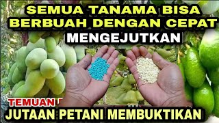 Cukup 2 bahan ini tanaman kecil mandul langsung berbuah lebat sepanjang tahun