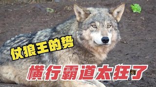 1079 狼也会两面三刀？小狼被狼王提拔欺软怕硬，狡猾本性一下子暴露了