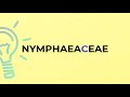 what is the meaning of the word nymphaeaceae