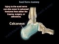 sural nerve anatomy everything you need to know dr. nabil ebraheim