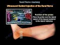 sural nerve anatomy everything you need to know dr. nabil ebraheim