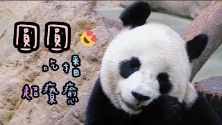 圓圓躺吃點心球，滾出超多葡萄，但圓圓好像沒看到……🤣|熊貓貓熊The Giant Panda Yuan Yuan and Yuan Bao|台北市立動物園