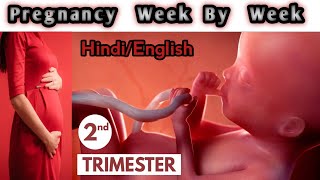 Second Trimester  Week By Week || 3D Animated Pregnancy Guide