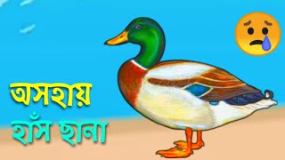 অসহায় হাঁস ছানা Helpless Ducklings। Part-02। New Bangla Golpo। Rupkothar Cartoon। Cartoon N Cartoon