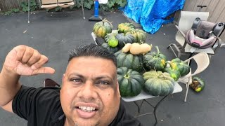 🇺🇸Pumpkin Galore🇺🇸Organic and straight from our Garden🇬🇾🇺🇸Market time😎🙂