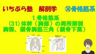 【いちぷら塾】解剖学　14骨格筋系　1 骨格筋　31胸部　局所解剖（胸郭、鎖骨胸筋三角（鎖骨下窩））