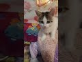 Мудрость от Сэмика 👍 приютсолнышко🐈🐱🐕🐶❤🙏