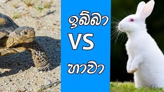 තරගයේ මැද්දෙදි හාවාට වුන දේ  ඉබ්බා vs හාවා 🐇🐢