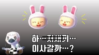 [튀어나와요 동물의숲] 주민 괴롭히기 (feat. 함정씨앗)