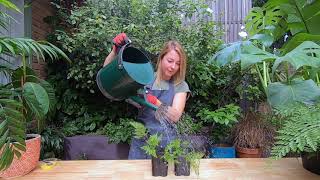 How to take and grow on cuttings from your Rabbit Foot Fern in 3 simple steps