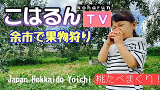 桃食べまくり！余市で果物狩り！【Japan Hokkaido yoichi】