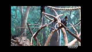 Francois Langur at Cleveland Metroparks Zoo