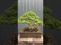 บอนไซเพรมน่า bonsai บอนไซ บอนไซเพรมน่า pramna