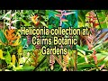 Watch this video to see different types of Heliconia plant at Cairns Botanic Gardens