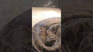 秋寒✎①ビルマニシキヘビ・沖縄こどもの国・・・Burmese_Python・Okinawa Zoo \u0026 Museum(20241130)