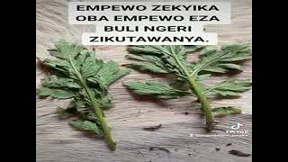 EMPEWO ZEKYIKA ZINEMEDO GWE KOLA BINO WAMANGA