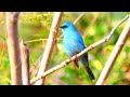 4k60 香港冬候雀鳥：銅藍鶲 winter migratory birds in hong kong verditer flycatcher ロクショウヒタキ