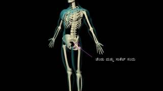 Skeletal and Muscular - Junior Animated Atlas - Kannada