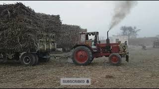 Belarus Sugarcane Load Trailer Stuck In Mud | Tractor Trailer Stuck In Mudd At Same Place