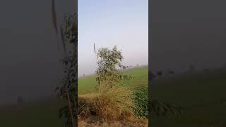 Village || Agriculture Field || Animal Green Fodder || Beauty Of Nature