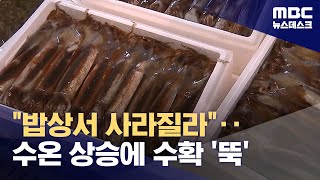 '수온 상승'에 사라진 오징어‥비축물량 방출 (2024.03.04/뉴스데스크/MBC)