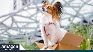 Meet Some of the Cutest Dogs at Amazon | Amazon News