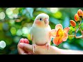 Birds Chirping 4K ~ Gentle Bird Sounds Healing Anxiety and Depression 🌿 Deep Healing Body and Mind