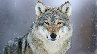 Grey Wolf The Most Misunderstood Creature