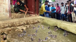 अखंडनगर में एक साथ घर में मिले 10 जहरीले सांप, लोगों के बीच मचा कौतूहल, फिर क्या...😱10 Snake Rescue