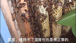 【养蜂者】檢查無王群發現新蜂王，對新蜂王卻有點失望及對子脾處理提點意見