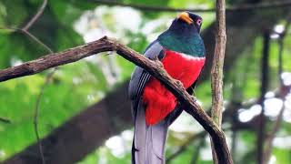 Slaty-tailed Trogon - Elusive bird with contrasting plumage and a unique, melancholic call.