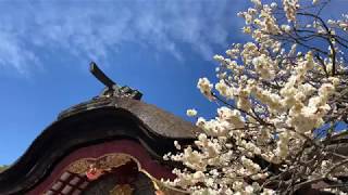 【福岡】春の太宰府天満宮🌼花ざかりの境内のようす