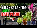 ALAM MO NA BA ANG MGA LUCKY GATE PLANT NA DAPAT ILAGAY MO SA ENTRANCE NG BAHAY?