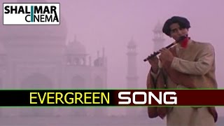 Evergreen Hit Video Song of The Day 25 || Roja Roja Video Song || Shalimarcinema || Shlimarcinema